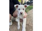 Adopt Click a White Border Collie / Blue Heeler / Mixed dog in Woodbridge