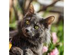 Adopt Mama a Gray or Blue Domestic Mediumhair / Domestic Shorthair / Mixed cat