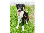 Adopt Bassie a Black - with White Labrador Retriever / Collie / Mixed dog in San