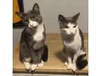 Adopt Ash Tray (Bonded with Rue) a Gray or Blue American Shorthair / Mixed cat