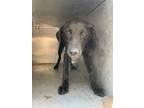 Adopt Oscar a Black Labrador Retriever dog in Whiteville, NC (38211242)