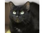 Adopt Pyrah a All Black Domestic Shorthair / Domestic Shorthair / Mixed cat in