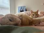 Adopt baby cat #2 a Orange or Red Tabby Domestic Mediumhair / Mixed (medium