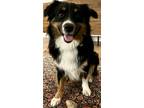 Adopt Oliver a Tricolor (Tan/Brown & Black & White) Australian Shepherd / Mixed