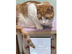 Adopt Chumley Jones a Orange or Red (Mostly) Domestic Shorthair (short coat) cat