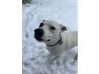 Adopt Kai a White - with Black Catahoula Leopard Dog / Terrier (Unknown Type