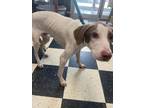 Adopt Fred a White - with Brown or Chocolate English Pointer / Mixed dog in
