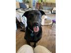 Adopt Champ a Black Labrador Retriever / Mixed dog in Durango, CO (38212809)