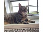 Adopt Xiao Baozi a Brown Tabby American Shorthair (short coat) cat in New Hyde