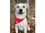 Adopt Betsy a Gray/Blue/Silver/Salt & Pepper Labrador Retriever / Husky dog in