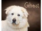 Adopt Ghost a White Great Pyrenees / Mixed dog in Somerset, PA (38313346)