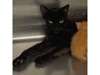 Adopt Desert Rose a All Black Domestic Shorthair / Mixed (short coat) cat in