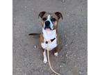 Adopt Deojee a Brown/Chocolate Boxer / Mixed Breed (Medium) / Mixed dog in