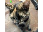 Adopt Dani a Tortoiseshell American Shorthair (short coat) cat in Santa Ana