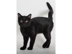 Adopt Flute a All Black Domestic Shorthair / Mixed (long coat) cat in Redding