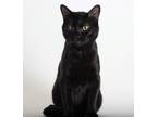 Adopt Sid a All Black Domestic Shorthair / Mixed (short coat) cat in Redding