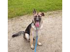 Adopt Twyla a Black - with Tan, Yellow or Fawn German Shepherd Dog / Mixed dog