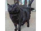 Adopt Pocahontas a All Black Domestic Shorthair / Mixed cat in Hailey