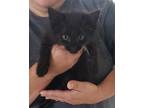 Adopt Jinx (A. Adams) a All Black Domestic Shorthair / Domestic Shorthair /