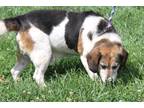 Adopt Butch (Neutered) a Tricolor (Tan/Brown & Black & White) Beagle / Mixed dog