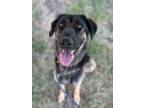 Adopt Bonnie a Black Shepherd (Unknown Type) / Mixed dog in Yakima