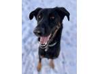 Adopt Clyde a Black Shepherd (Unknown Type) / Mixed dog in Yakima, WA (38471450)