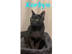 Adopt Korbyn a All Black Domestic Shorthair (short coat) cat in schenectady