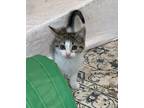 Adopt Willie a Brown Tabby Domestic Shorthair (short coat) cat in Byron Center