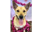 Adopt Vienna a Tan/Yellow/Fawn Carolina Dog / Mixed dog in Independence