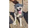 Adopt JENNA a White Siberian Husky / Mixed dog in Ventura, CA (38452958)