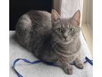 Adopt Royal Nehav a Gray or Blue Domestic Shorthair / Domestic Shorthair / Mixed