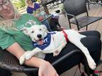 Adopt Skittles - a White Border Collie / Beagle / Mixed dog in Weatherford