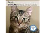 Adopt Brioche a Brown Tabby Domestic Shorthair (short coat) cat in Cincinnati