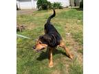 Adopt MAX a Red/Golden/Orange/Chestnut - with Black Rottweiler / German Shepherd