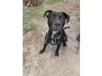 Adopt Ravine a Black American Pit Bull Terrier / Mixed Breed (Medium) / Mixed