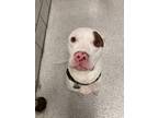 Adopt Hazel a Mixed Breed (Medium) / Mixed dog in Detroit, MI (38320284)