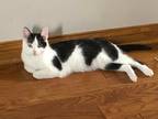 Adopt Chloe a Domestic Shorthair / Mixed (short coat) cat in Kettering