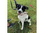 Adopt Mrs. Meade a Spaniel (Unknown Type) / Mixed dog in Washburn, MO (38278500)