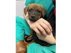 Adopt Funyun a Brown/Chocolate Labrador Retriever / Mixed dog in Baton Rouge