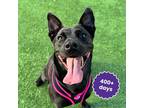 Adopt OLIVE a Black Retriever (Unknown Type) / Terrier (Unknown Type