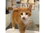 Adopt George a Orange or Red Domestic Shorthair / Domestic Shorthair / Mixed cat