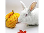 Adopt Leah a White Satin / Mixed (short coat) rabbit in Largo, FL (38236757)