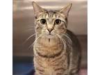 Adopt Celine a Gray or Blue Domestic Shorthair / Mixed cat in St.Jacob