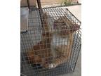 Adopt Darby- Barn Cat a Orange or Red Domestic Shorthair / Domestic Shorthair /