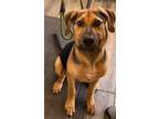 Adopt Ozzie a Labrador Retriever / Shepherd (Unknown Type) / Mixed dog in