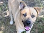 Adopt Webster a Tan/Yellow/Fawn Mixed Breed (Large) / Mixed dog in Georgetown