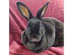 Adopt Nightingale a American / Mixed rabbit in Evansville, IN (38226951)