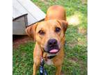 Adopt Diane a Brown/Chocolate Mixed Breed (Medium) / Mixed dog in Auburn