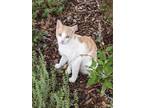 Adopt Gary a Orange or Red Domestic Shorthair / Domestic Shorthair / Mixed cat