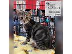 Adopt Tim a All Black Domestic Shorthair / Mixed cat in Washington